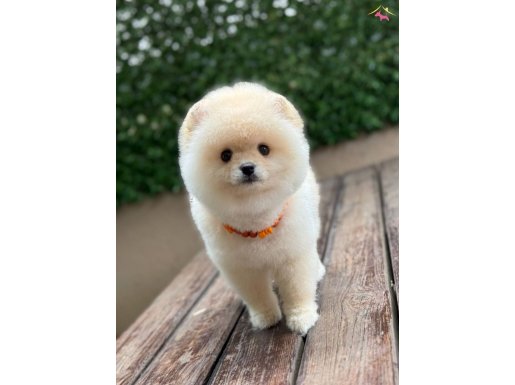 A kalite Pomeranian Boo 