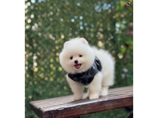 Sağlık garantili Pomeranian Boo