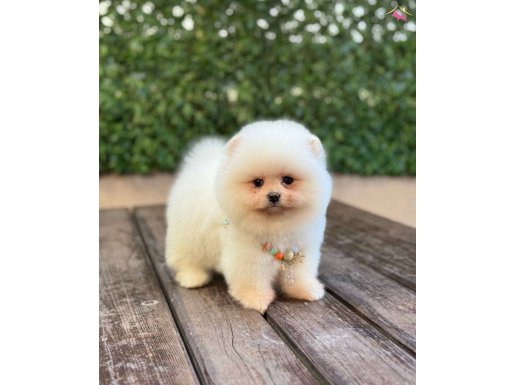 Oyuncu Pomeranian Boo Yavrular 