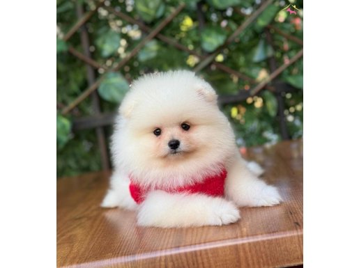 Sevimli Pomeranian Boo 