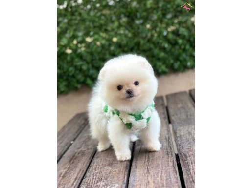 Pomeranian Boo Yavrular