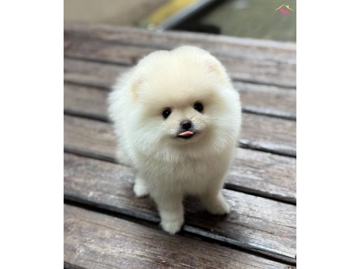 Ayıcık Surat Pomeranian 