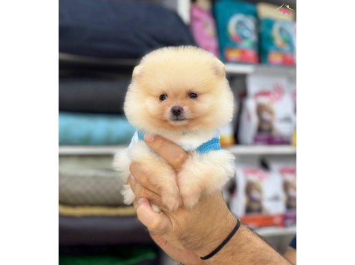 Ayıcık Surat Boo Yavrular