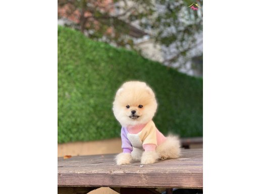 Safkan Pomeranian Boo