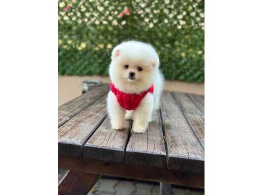 Sevimli Pomeranian Boo Yavrular 