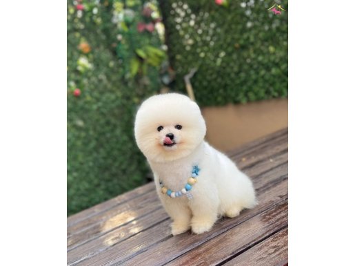Sevimli Pomeranian Boo Yavrular 