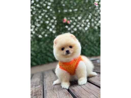 A kalite Pomeranian Boo 