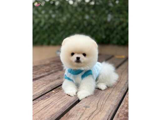 Ayıcık surat Pomeranian yavrular 