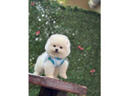 A kalite Pomeranian Boo Yavrular 