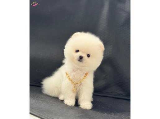 Ayı surat Pomeranian yavrular 