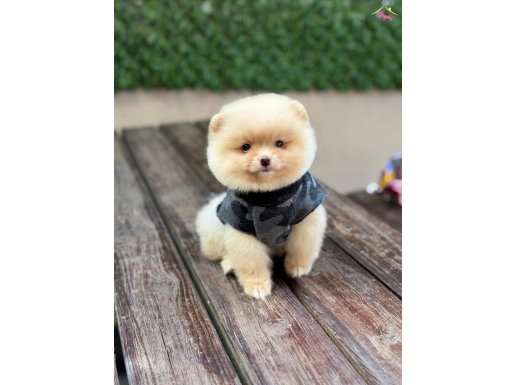 Pomeranian Boo Yavrular