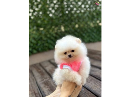 Ayıcık Surat Pomeranian Boo