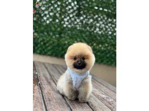 Kısa burun Pomeranian Boo Yavrular