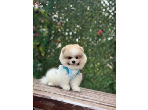 AYICIK SURAT POMERANIAN BOO