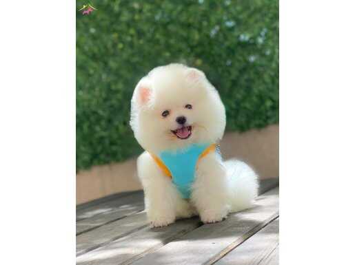 Boo Surat Pomeranian