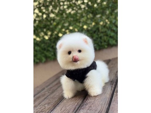 Ayıcık surat Pomeranian yavrular 