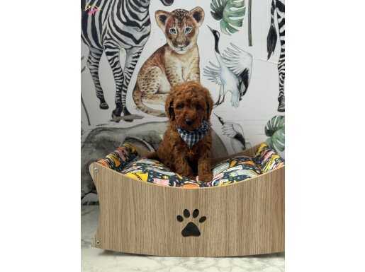Red Brown Toy Poodle Yavrular 