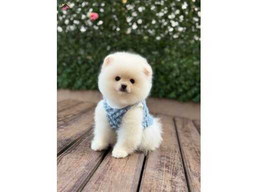 Sevimli Pomeranian Boo Yavrular 