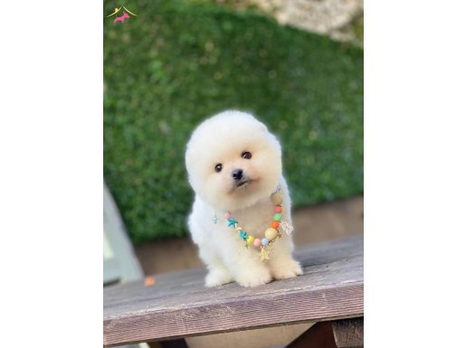 Ayıcık Surat Pomeranian Boo Yavrular