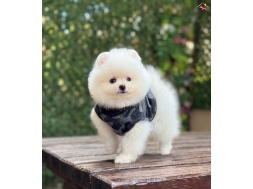 Orjinal Pomeranian Boo