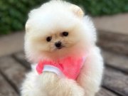 Sevimli Pomeranian Yavrular