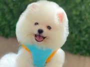 A Kalite Pomeranian Boo