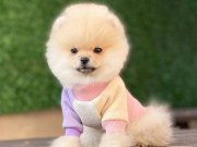 Safkan Pomeranian Boo