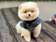 Pomeranian Boo Yavrular