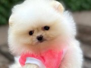 Ayıcık Surat Pomeranian Boo