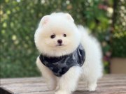 Orjinal Pomeranian Boo