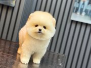 SEVİMLİ POMERANIAN BOO YAVRULAR