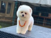 Orjinal Pomeranian Boo 