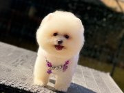 Ayıcık Surat Pomeranian Boo 