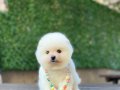 Sevimli Pomeranian Boo Yavrular