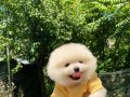 Pomeranian Boo