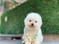 Pomeranian Boo Yavrular