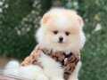 Sevimli Pomeranian Boo Yavrular