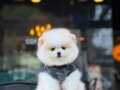 Sevimli Pomeranian Boo Yavrular 