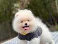 Pomeranian Boo Yavrular 