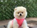 Sevimli Pomeranian Boo 