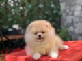 Pomeranian Boo 
