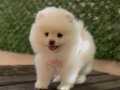 Ayı sürat pomeranian boo