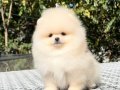 Ayıcık Surat Pomeranian Boo