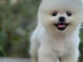 Boo surat pomeranian 