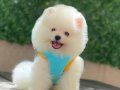 Elit Pomeranian Yavrular