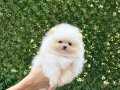 Premium Pomeranian Boo Yavrular