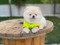 Ayı Pomeranian Boo Yavrular