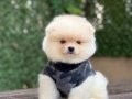 Boo surat Pomeranian yavrular