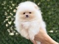 Üst kalite Pomeranian Boo Yavrular 