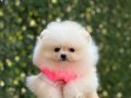 Boo surat Pomeranian yavrular 